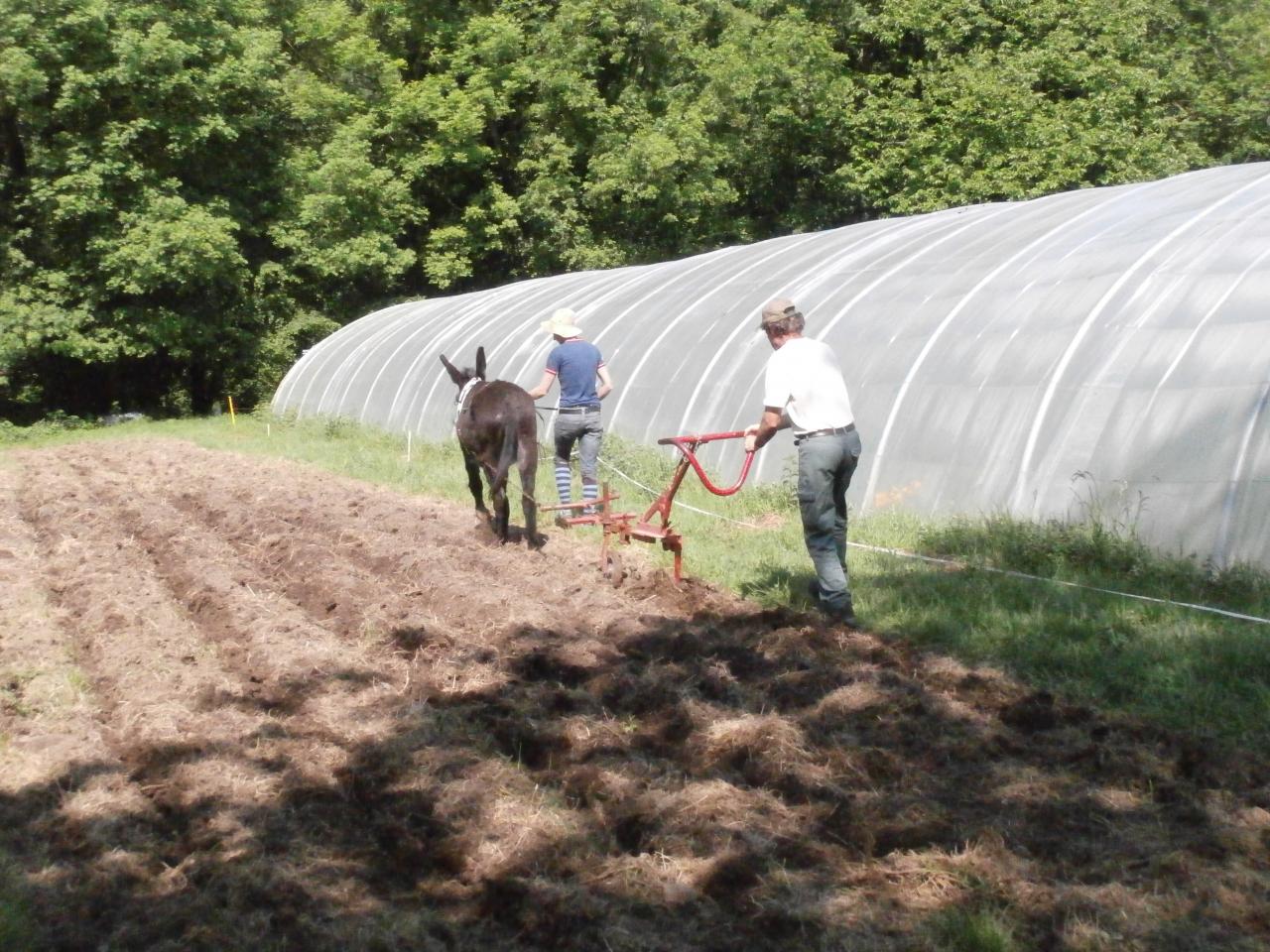 Premiers travaux avec les anes 