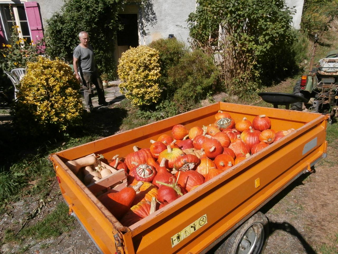 Des courges pour l'hiver