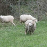 Le belier merinos